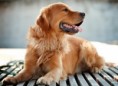 /album/quinto-varios/h-409-perro-golden-retriever-jpg/
